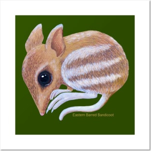 Australia's eastern barred Bandicoot Posters and Art